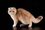 Un Exotic Shorthair roux aux yeux marron clair se tenant debout sur ses quatre pattes.