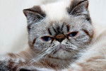 Photo Exotic Shorthair