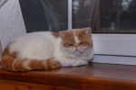 Photo Exotic Shorthair