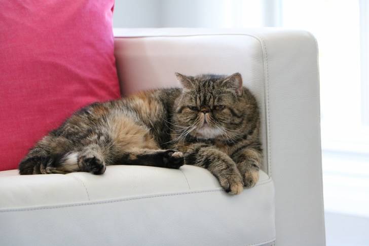 L’Exotic Shorthair couché dans un divan