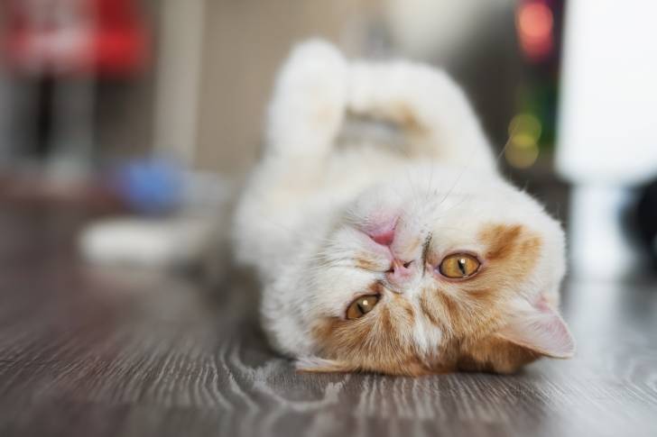 Photo Exotic Shorthair