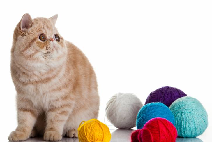 Photo Exotic Shorthair