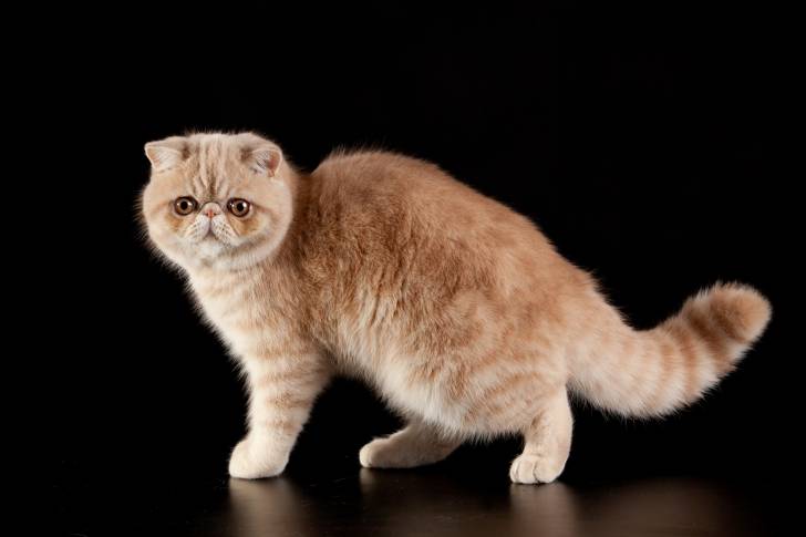 Un Exotic Shorthair roux aux yeux marron clair se tenant debout sur ses quatre pattes.