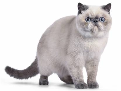 Photo Exotic Shorthair