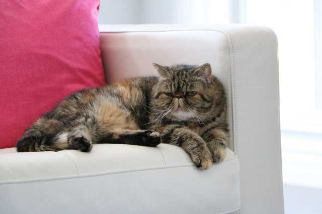 Un Exotic Shorthair allongé dans le divan