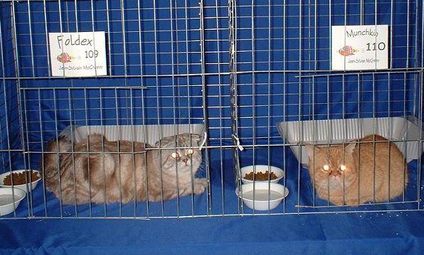 Foldex et Munchkin Napoléon - Foldex