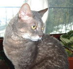 Emil - German Rex Mâle