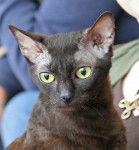 Charlotta - German Rex