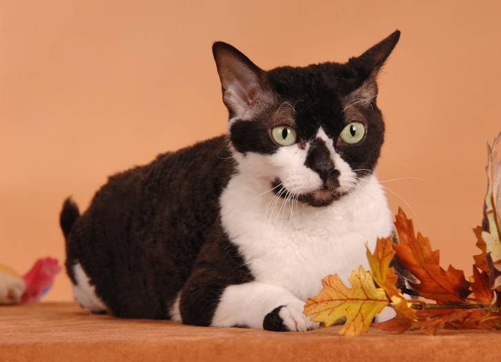 Un German Rex noir et blanc avec des feuilles d'automne