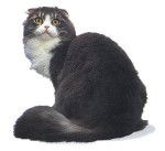 Highland Fold - Highland Fold