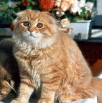 Highland Fold - Highland Fold