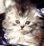 Highland Fold - Highland Fold