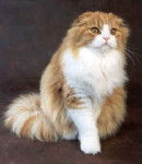 Highland Fold - Highland Fold