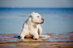 Un Dogue Argentin allongé sur la plage