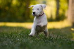 Un chiot Dogue Argentin qui court dans l'herbe