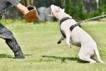Un Dogue Argentin qui s'entraîne au mordant