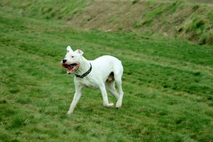 harkos - Dogue Argentin Mâle (9 mois)