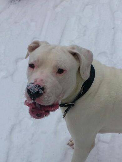 harkos - Dogue Argentin Mâle (9 mois)