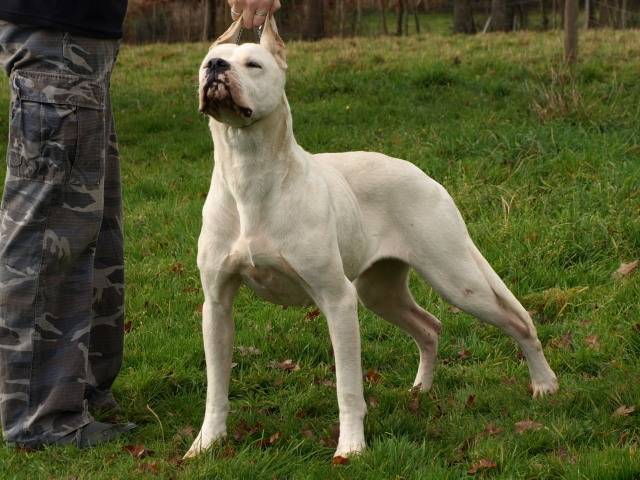 Valeria - Dogue Argentin (3 ans)