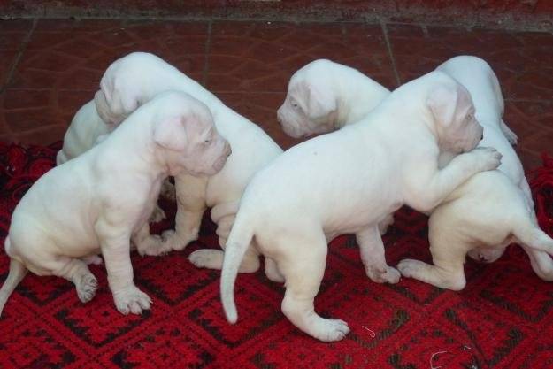 Une portée de chiots Dogues Argentins