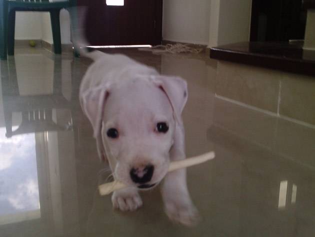 Andy - Dogue Argentin (3 mois)