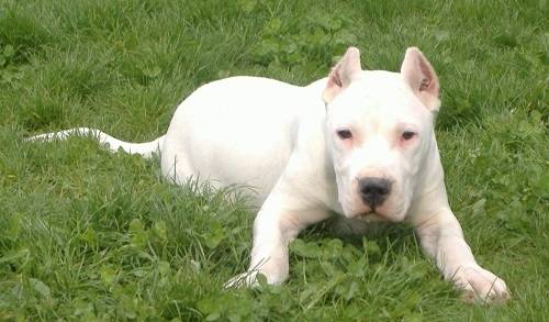 Andy - Dogue Argentin (6 mois)