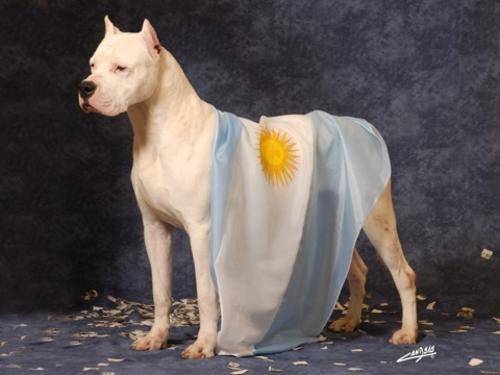 Dogo Argentino - Dogue Argentin