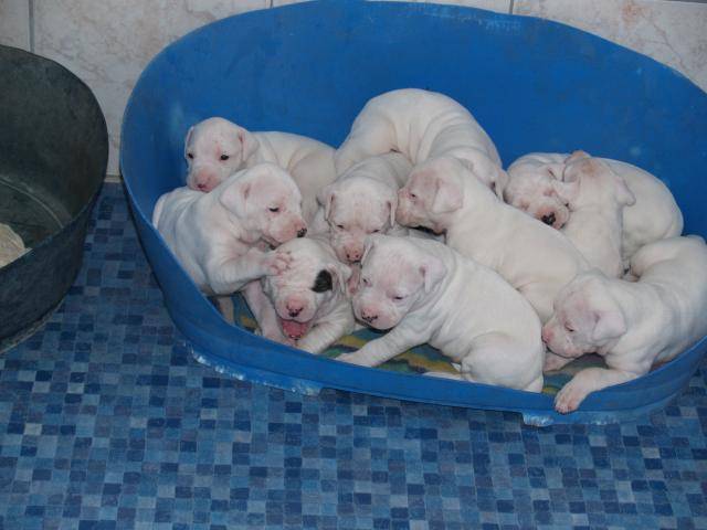 Dogue argentin La famille - Dogue Argentin