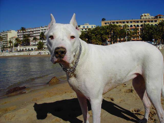dogue argentin : HECATE - Dogue Argentin