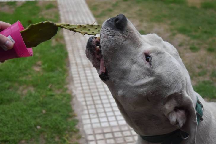 Branco y el cactus xD - Dogue Argentin Mâle (7 ans)