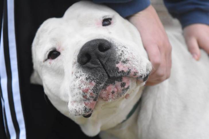 Branco y su cara angelical - Dogue Argentin Mâle (7 ans)