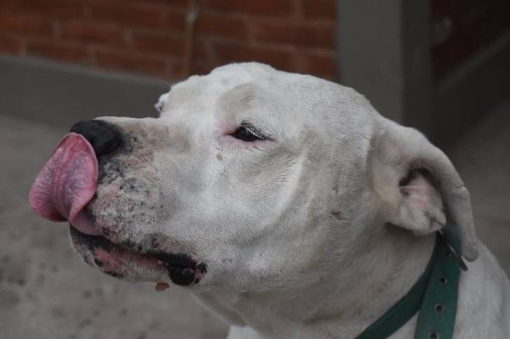 Branco - Dogue Argentin Mâle (7 ans)