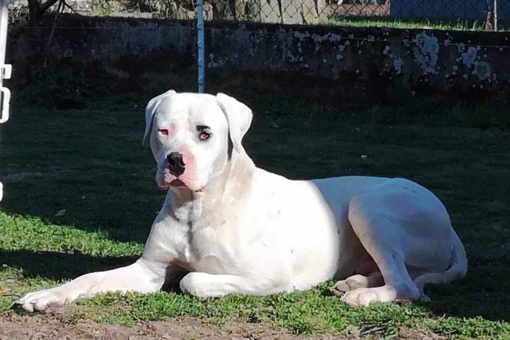 Narco - Dogue Argentin Mâle (2 ans)