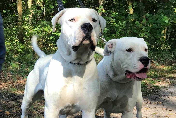 Photo Dogue Argentin Mâle (1 an et 3 mois)