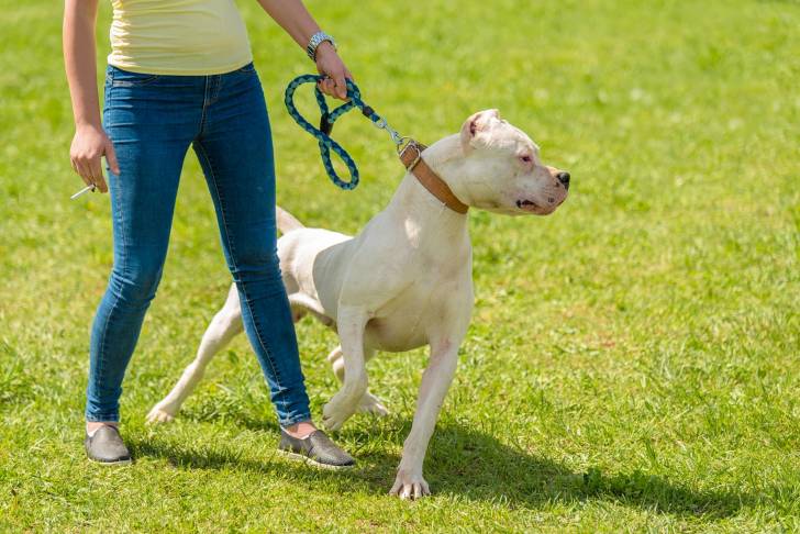 Un Dogue Argentin qui tire sur sa laisse