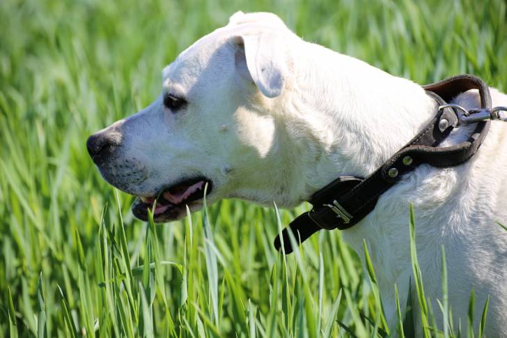 Photo Dogue Argentin