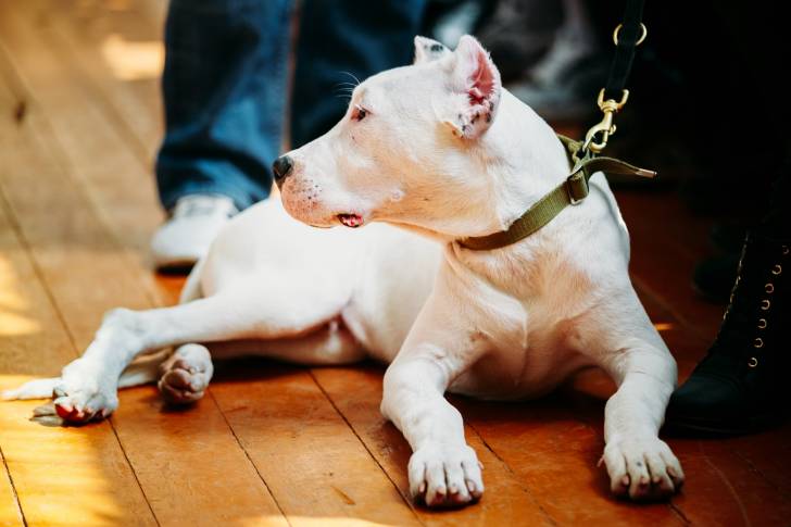 Un Dogue Argentin allongé aux pieds de son propriétaire 