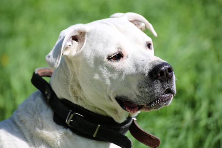 Un Dogue Argentin qui porte un collier