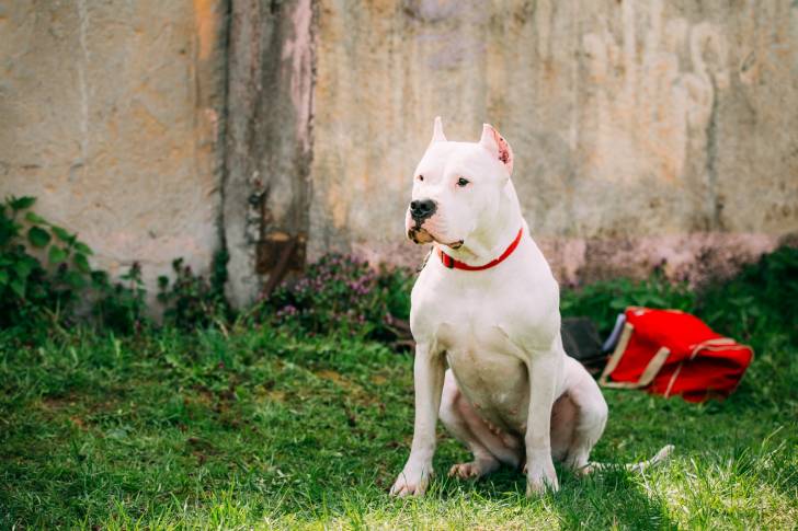 Un Dogue Argentin assis dans un jardin