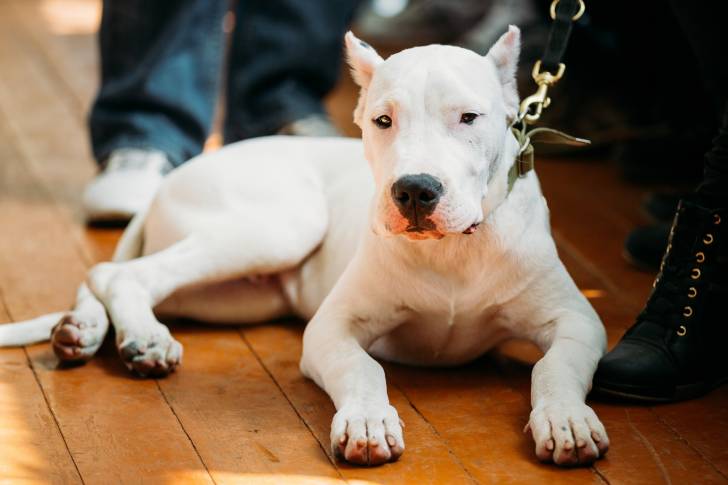 Un Dogue Argentin allongé aux pieds de son propriétaire en intérieur 