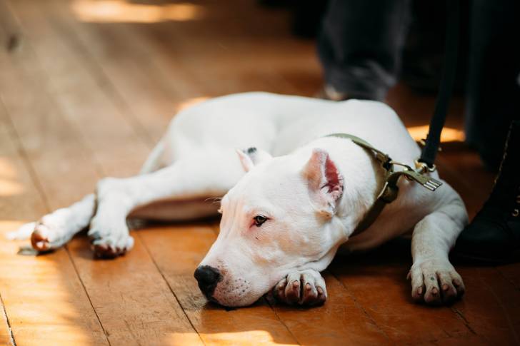 Un Dogue Argentin allongé aux pieds de son propriétaire et tenu en laisse