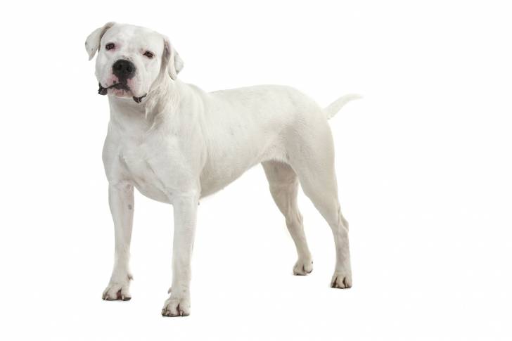 Photo Dogue Argentin