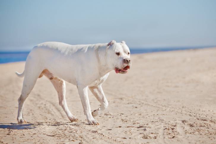 Photo Dogue Argentin