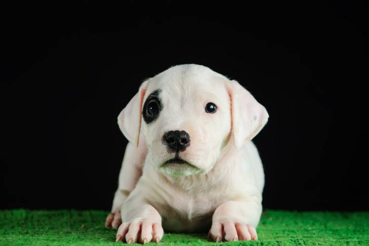 Un Dogue Argentin allongé face à l'objectif