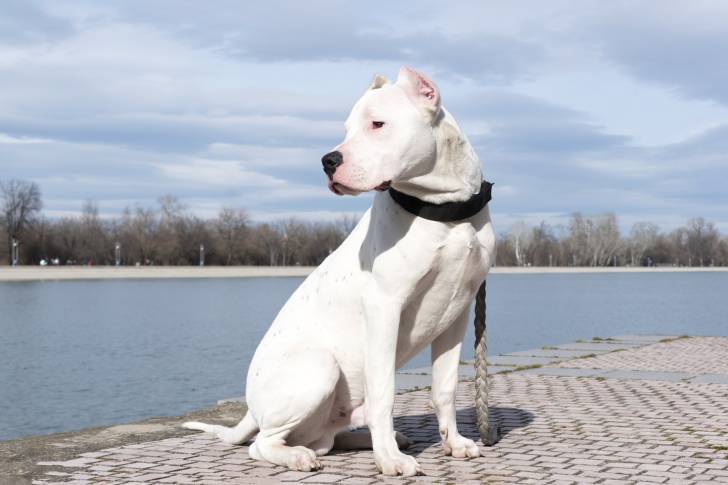 Un Dogue Argentin assis au bord de l'eau avec une laisse