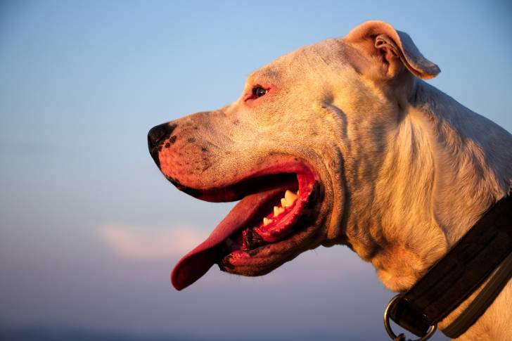 Un Dogue Argentin vu de profil avec la langue pendue