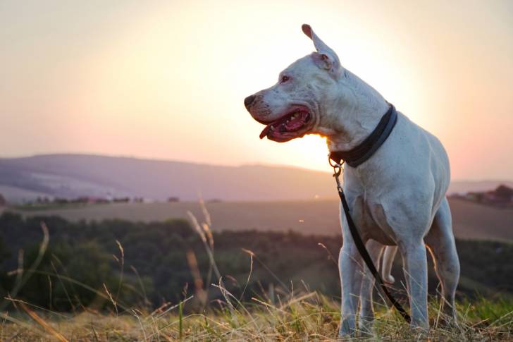 Un Dogue Argentin en promenade avec une laisse
