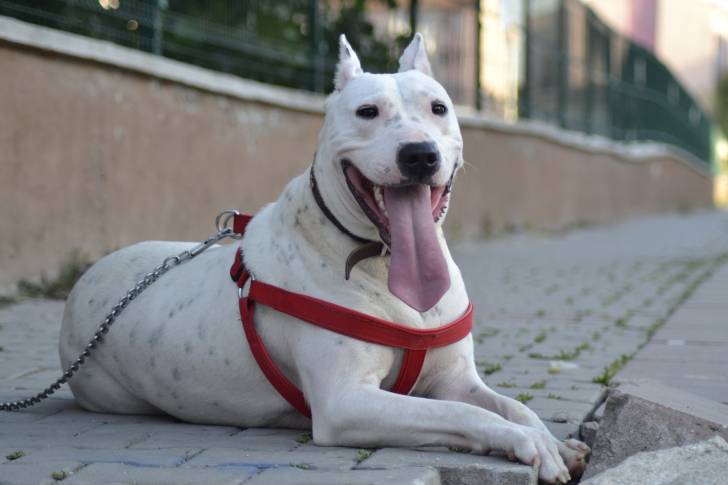 Photo Dogue Argentin
