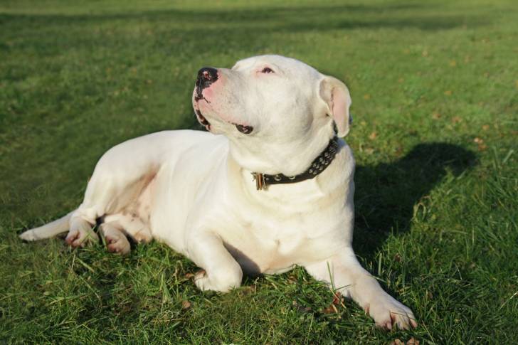 Un Dogue Argentin allongé dans l'herbe