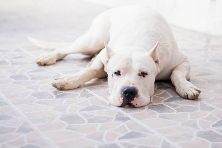 Un Dogue Argentin allongé par terre avec la tête entre les pattes